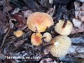 Flammulina velutipes-amf465-2
